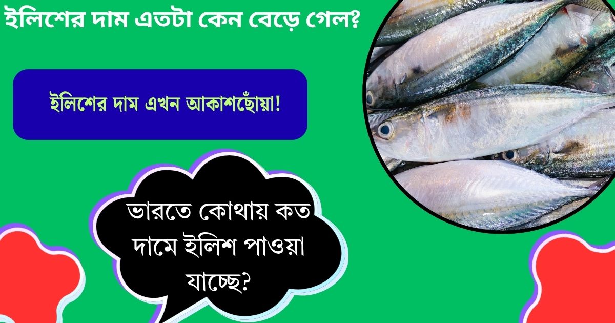 ইলিশের দাম এখন আকাশছোঁয়া
