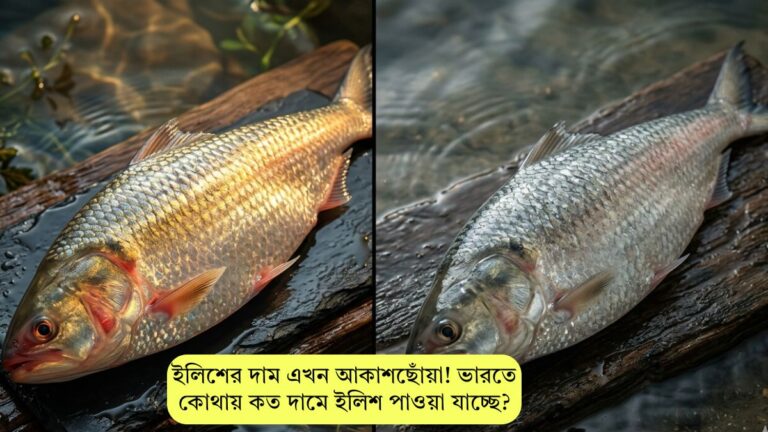 ইলিশের দাম এখন আকাশছোঁয়া! ভারতে কোথায় কত দামে ইলিশ পাওয়া যাচ্ছে?