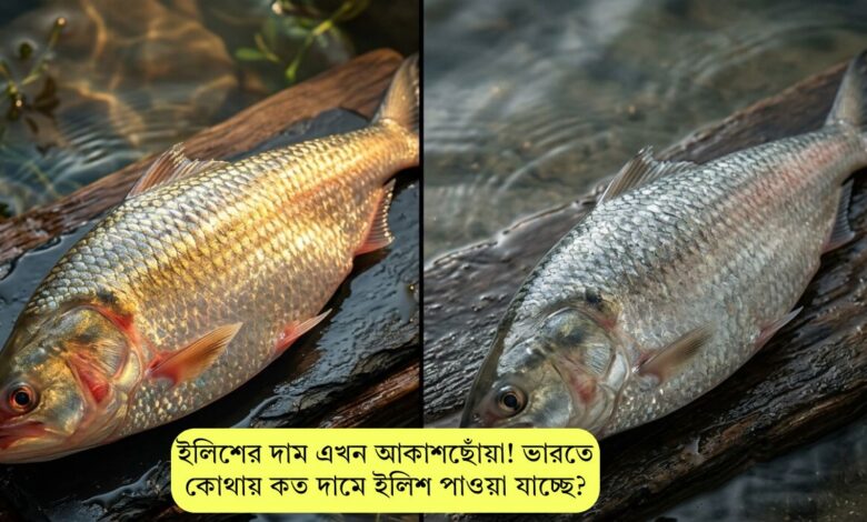 ইলিশের দাম এখন আকাশছোঁয়া! ভারতে কোথায় কত দামে ইলিশ পাওয়া যাচ্ছে?